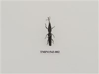 藏品(三錐象鼻蟲科)的圖片